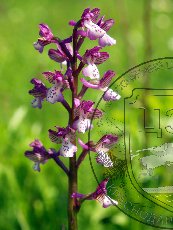 Ятрышник раскрашенный 001